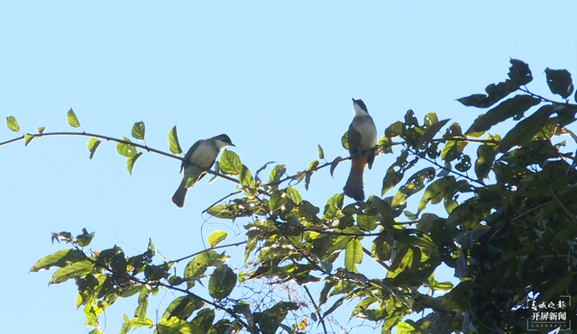 富源十八連山省級自然保護區(qū)六萬余只麻雀齊聚翱翔
