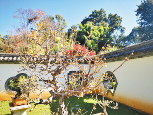 黑龍?zhí)豆珗@蠟梅開始綻放。