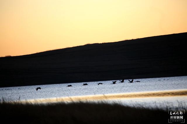1482只黑頸鶴翔集昭通大山包