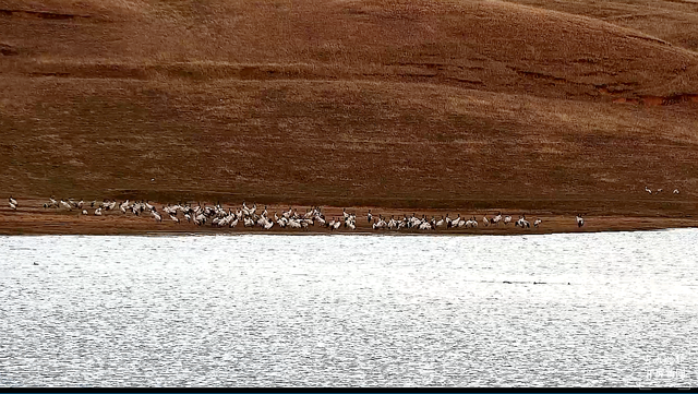 1482只黑頸鶴翔集昭通大山包