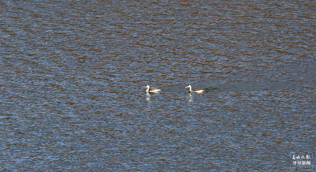 1482只黑頸鶴翔集昭通大山包