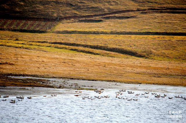 1482只黑頸鶴翔集昭通大山包