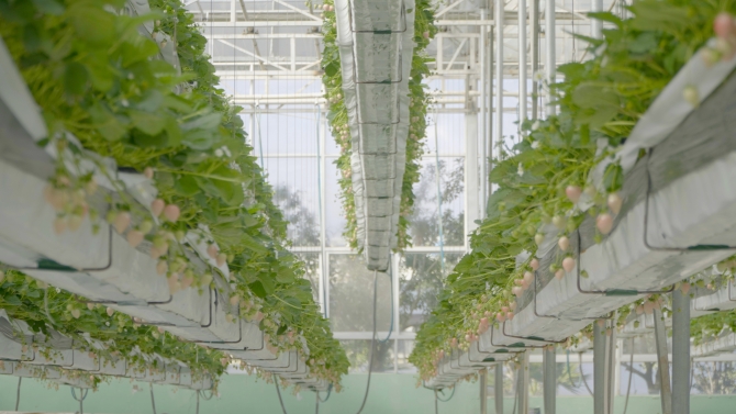 空中草莓園02 空中草莓園02