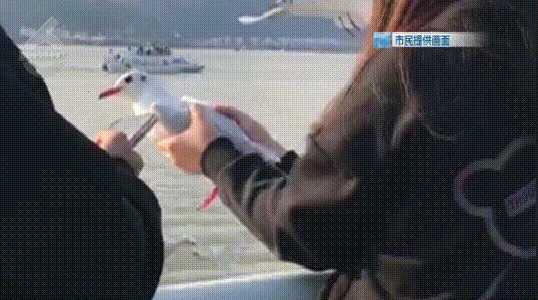 海埂大壩一女子抓紅嘴鷗拍照、喂食1.gif