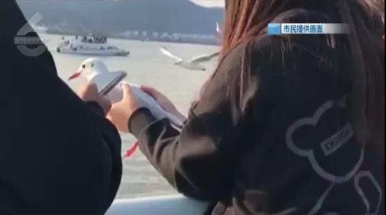 海埂大壩一女子抓紅嘴鷗拍照、喂食2.jpg