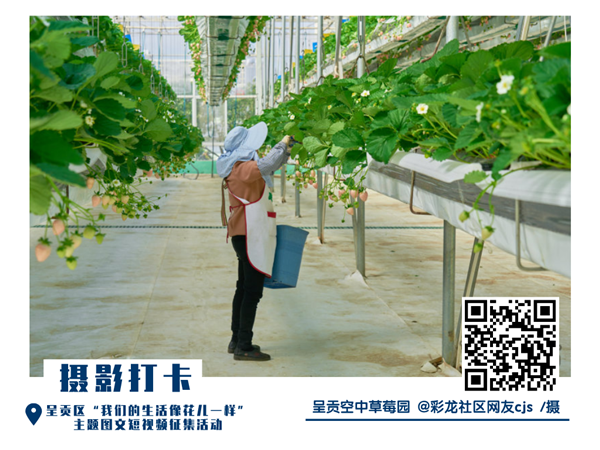 @彩龍社區(qū)網(wǎng)友cjs 攝 @彩龍社區(qū)網(wǎng)友cjs 攝