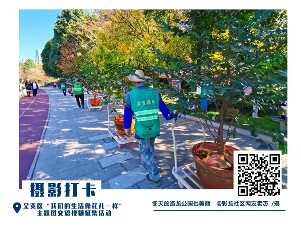 @彩龍社區(qū)網(wǎng)友老蘇 攝 @彩龍社區(qū)網(wǎng)友老蘇 攝