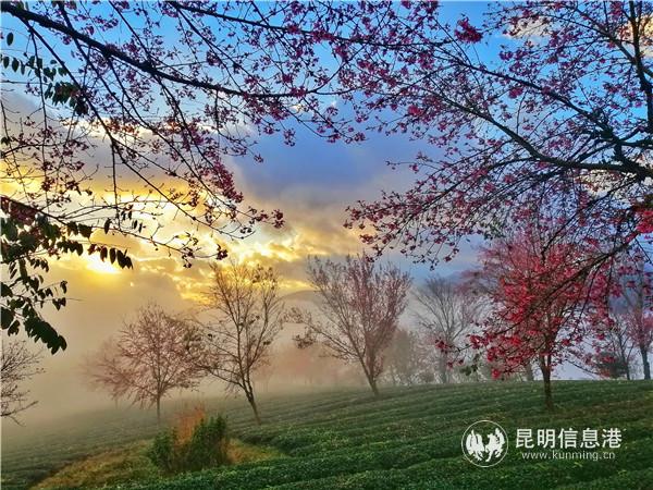 mmexport1606908358369