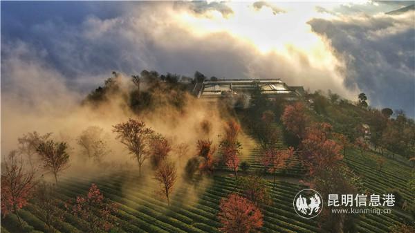 mmexport1606908396178