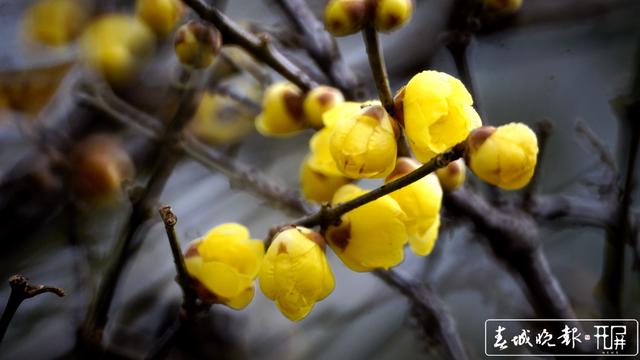 黑潭公園早梅開了，已進(jìn)入尋梅聞香季節(jié)