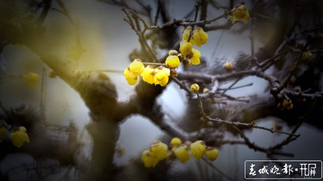 黑潭公園早梅開了，已進(jìn)入尋梅聞香季節(jié)