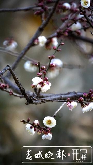 黑潭公園早梅開了，已進(jìn)入尋梅聞香季節(jié)