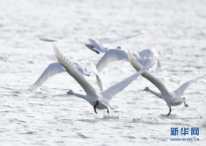 　12月2日，在青海省海東市化隆回族自治縣，天鵝從黃河河面起飛。