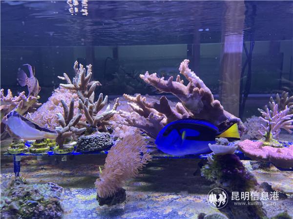 魚類與珊瑚礁共生模擬實驗