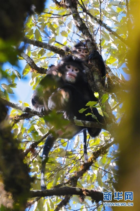 （圖文互動(dòng)）（2）科研人員摸清高黎貢山西坡怒江金絲猴種群數(shù)量
