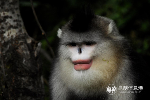 龍勇誠(chéng)拍攝的金絲猴