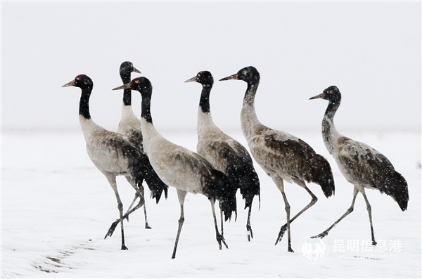 彭建生拍攝的黑頸鶴 攝于納帕海