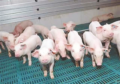 生豬養(yǎng)殖。趙定芝 攝