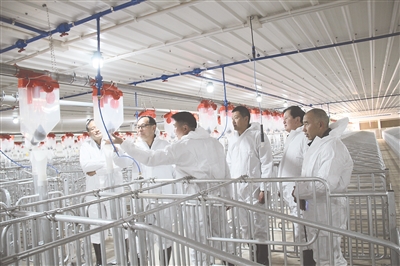 養(yǎng)殖小區(qū)。趙定芝 攝