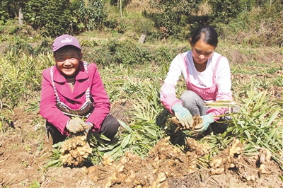 村民在采挖小黃姜。