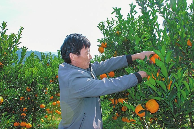 成熟的柑橘在翠綠中泛著金黃