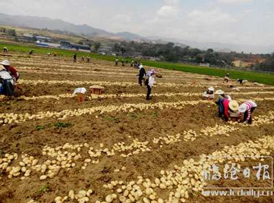圖為村民在收獲馬鈴薯
