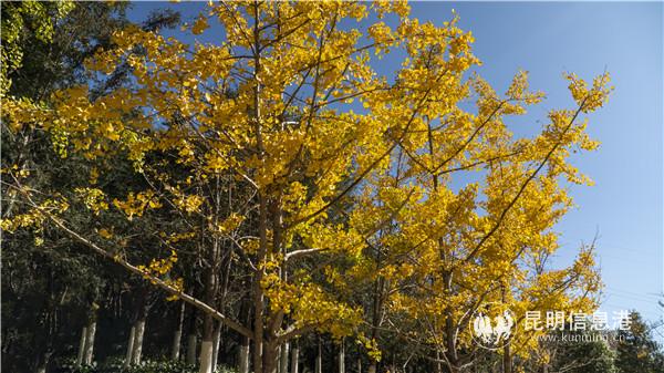 春融公園銀杏林