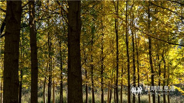 回回營銀杏林06