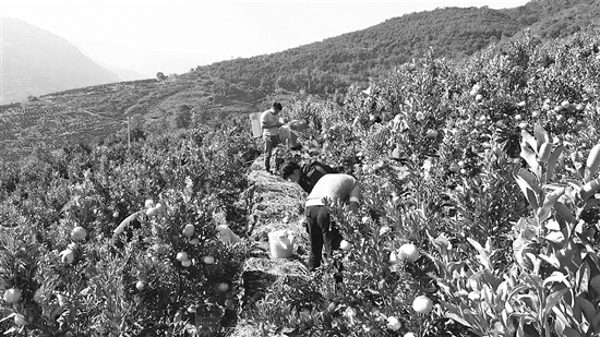 新莊鄉(xiāng)采摘銷售柑橘正當(dāng)時(shí)。 （陳德弘 攝）