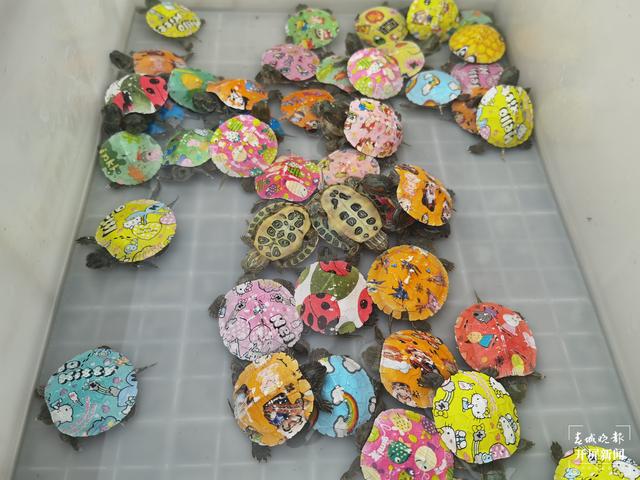 “彩繪龜”月銷幾十萬 專家提醒不要買 春城晚報(bào)-開屏新聞?dòng)浾?劉文波 攝影報(bào)道