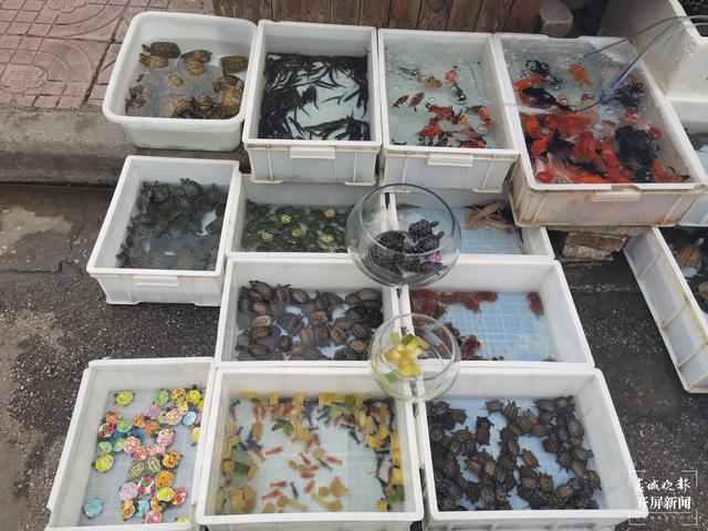 “彩繪龜”月銷幾十萬 專家提醒不要買 春城晚報(bào)-開屏新聞?dòng)浾?劉文波 攝影報(bào)道