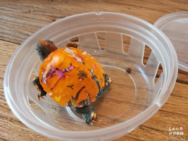 “彩繪龜”月銷幾十萬 專家提醒不要買 春城晚報(bào)-開屏新聞?dòng)浾?劉文波 攝影報(bào)道