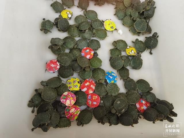 “彩繪龜”月銷幾十萬 專家提醒不要買 春城晚報(bào)-開屏新聞?dòng)浾?劉文波 攝影報(bào)道