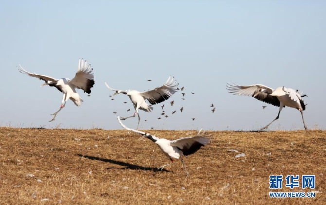 這是12月8日在扎龍國家級自然保護(hù)區(qū)拍攝的丹頂鶴。