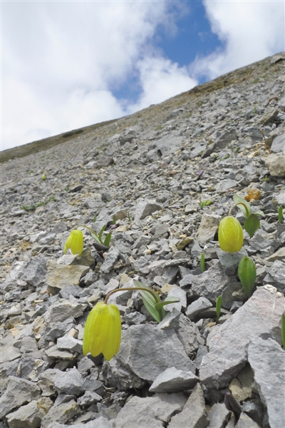 植物化身“變色龍” 是人類“逼”出來的嗎
