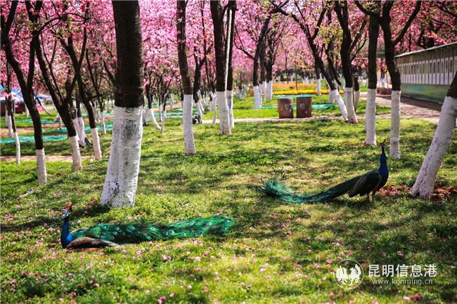 2020年櫻花盛開時因疫情閉園的景象。供圖：天天