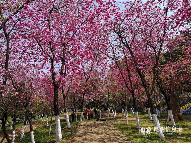 2020年閉園期間的櫻潮景觀。供圖：天天