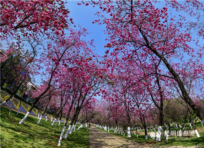 2020年3月20日無游客的昆明動物園。供圖：天天