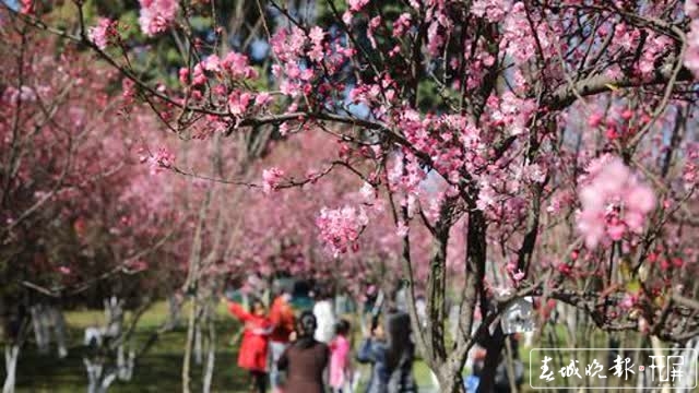 圓通山櫻花節(jié)等你去耍 王宇衡攝