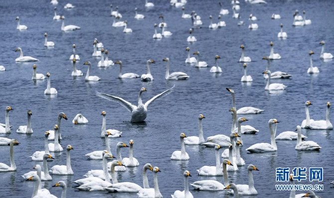 12月9日，一群天鵝在三門峽天鵝湖國家城市濕地公園內(nèi)棲息。