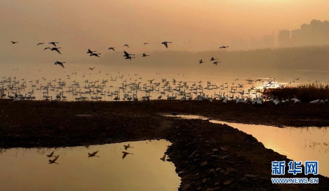 12月10日，一群白天鵝在三門峽天鵝湖國家城市濕地公園翔集。