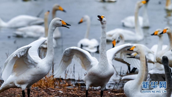12月9日，一群白天鵝在三門峽天鵝湖國家城市濕地公園嬉戲。