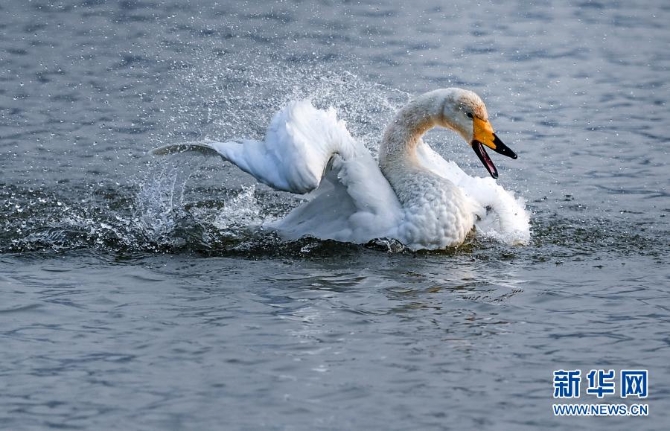 12月9日，一只白天鵝在三門峽天鵝湖國家城市濕地公園嬉戲。