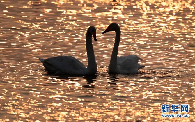 12月10日，朝霞中兩只天鵝在三門峽天鵝湖國家城市濕地公園內(nèi)嬉戲。