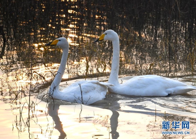 12月10日，一對白天鵝在三門峽天鵝湖國家城市濕地公園內(nèi)棲息。