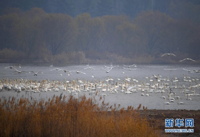12月10日，白天鵝在三門峽天鵝湖國家城市濕地公園內(nèi)棲息。
