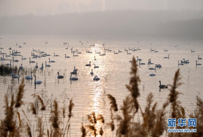 12月10日，白天鵝在三門峽天鵝湖國家城市濕地公園內(nèi)棲息。1