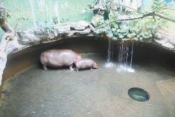 在寒冷的冬天，河馬“津津”和它的孩子享受著“溫泉泡澡”的待遇。
