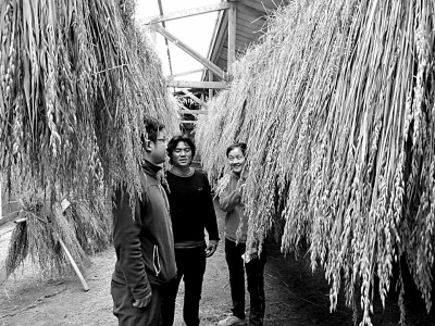 將“致富草”種在世界屋脊 將“致富草”種在世界屋脊