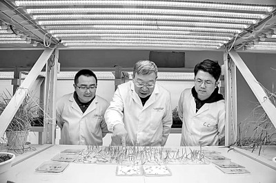 將“致富草”種在世界屋脊 將“致富草”種在世界屋脊